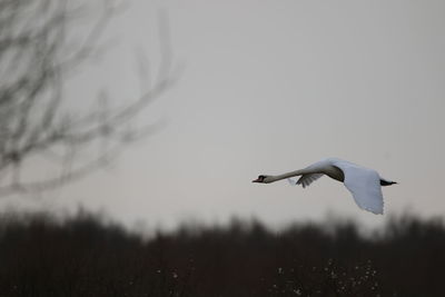 Mute swan  flying in the sky