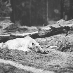 Relaxed polar bear on landscape