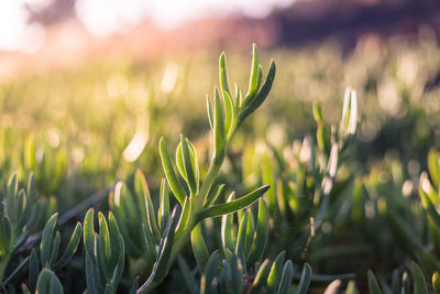 Close-up of fresh plant in field