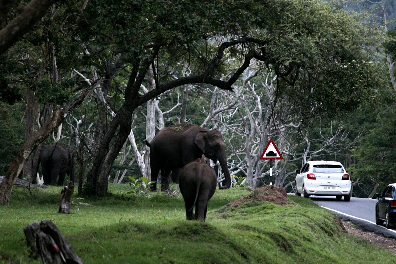 tree, car, outdoors, animal wildlife, day, animal themes, mammal, animals in the wild, nature, grass, no people, full length, elephant