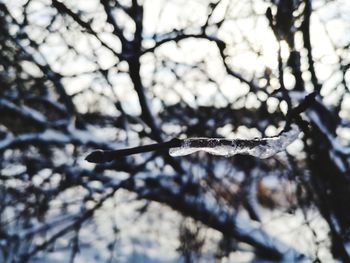 Close-up of snow on branch