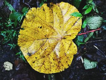 Directly above shot of yellow leaf on plant