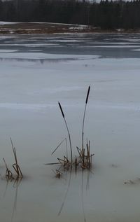 Grass on sand at beach during winter