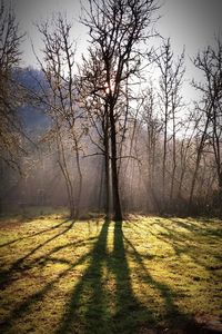 Bare trees on field