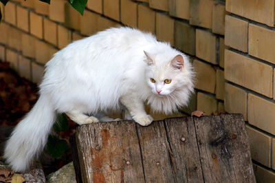 Portrait of white cat on wood