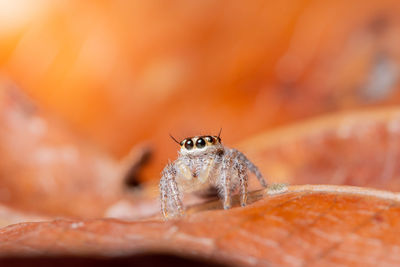 Close-up of spider