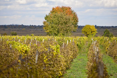 View of vineyard against sky