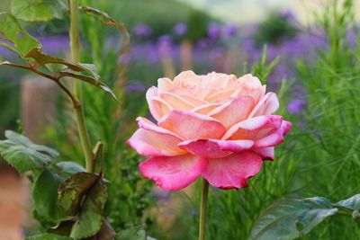 Close-up of pink rose