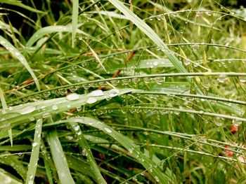 Close-up of water drops on grass