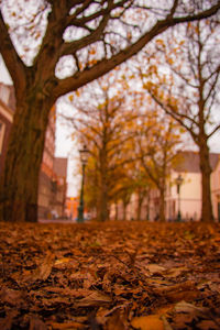 Trees in park during autumn