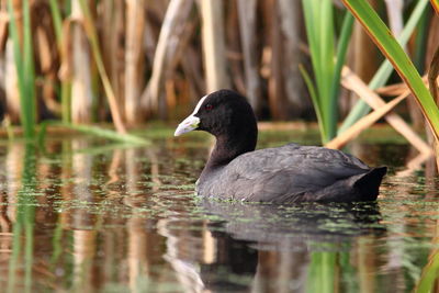 Duck swimming in lake