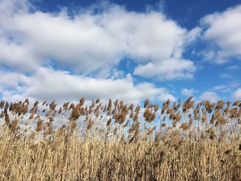 Low angle view of plants on field against sky