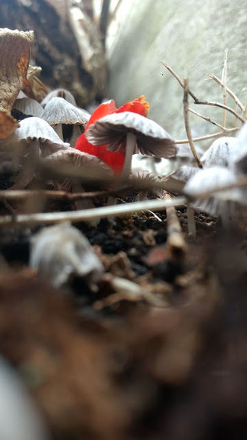 bird, animal themes, animals in the wild, day, no people, nature, outdoors, animal wildlife, close-up