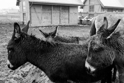 Close-up of horse grazing