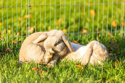 Bunny sleeping in a field