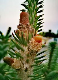 Close-up of succulent plant