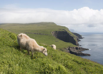 Sheep on grass by sea against sky