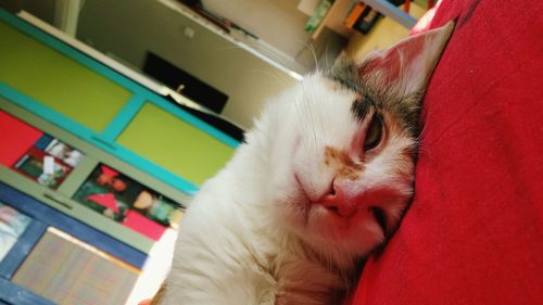 Close-up of cat relaxing on bed at home