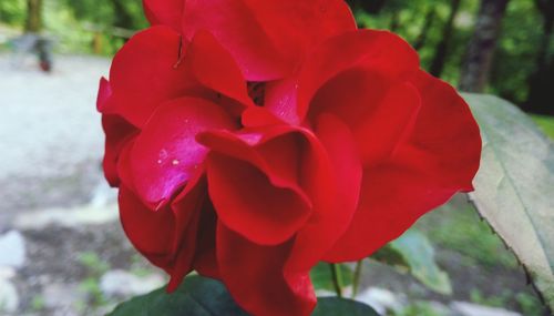 Close-up of red rose