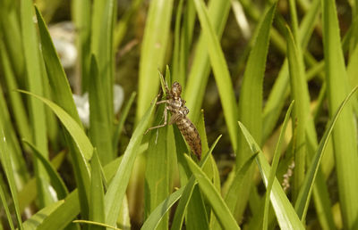 Empty nymph of a dragonfly on reed on lakeside