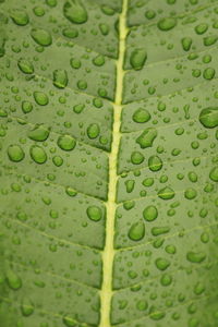 Close up shot of water drops in the green leafs on the garden, rain drops on the green leafs