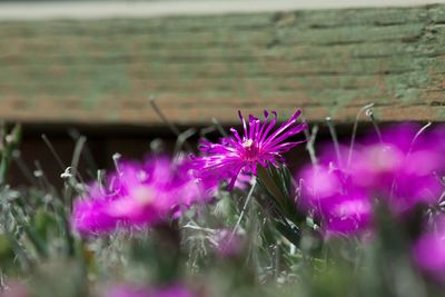 Close-up of pink flowers