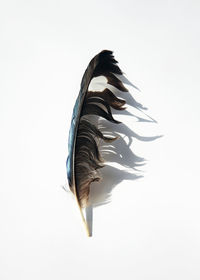 Close-up of feather over white background