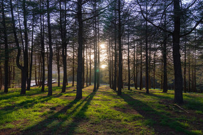 Trees in forest