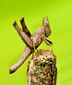 Close-up of insect on wood