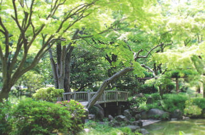 Trees in park