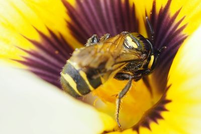 Close-up of insect on yellow flower