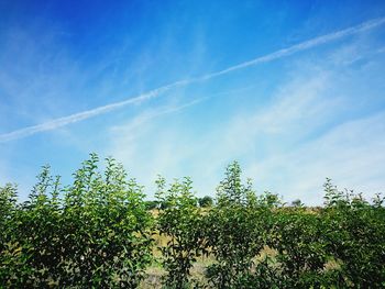 Low angle view of trees against blue sky