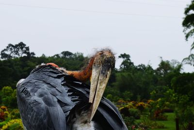 Close-up of a bird