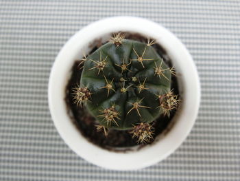 Close-up of succulent plant on table