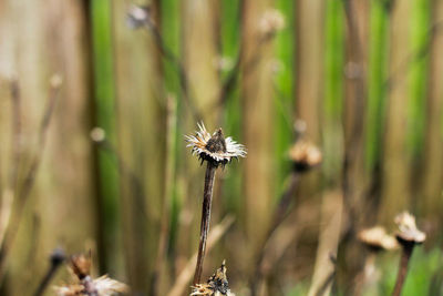 Close-up of wilted dandelion flower