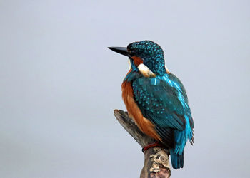 Close-up of bird perching against clear blue sky