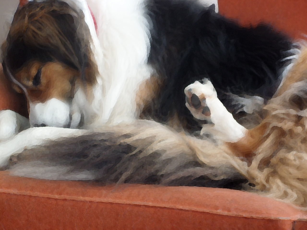 DOG SLEEPING ON SOFA