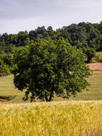 Trees on field against sky