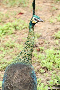 Close-up of peacock