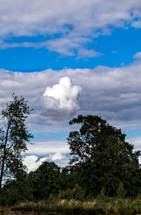 Low angle view of trees against sky