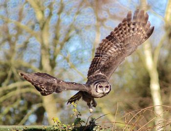 Close-up of eagle flying against tree