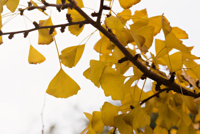 Low angle view of yellow leaves against sky