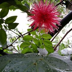 Close-up of pink flowers