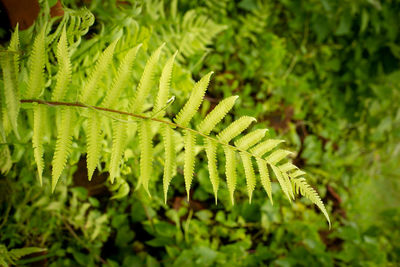 Close-up of fern leaves. 