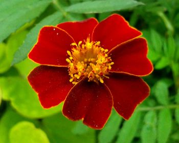 Close-up of red flowers