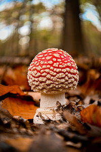 Close-up of fly agaric mushroom