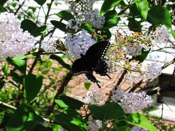 Butterfly perching on leaf