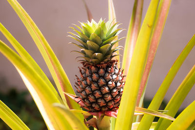 Close-up of fruit growing on plant