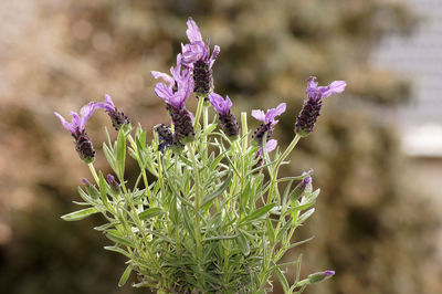 Close-up of purple flowering plant