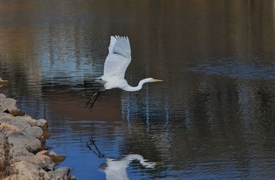 High angle view of gray heron flying over lake